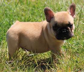 Chiot bouledogue français
