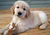 Chiot Mâle Golden retriever - photo 2