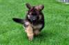 Magnifique femelle berger allemand - photo 2