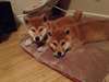 Superbes Chiots Akita Inu - photo 2