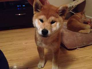 Superbes Chiots Akita Inu
