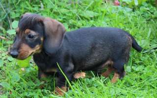 Chiot TECKEL à poil dur mâle