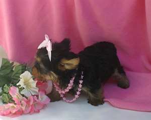 meilleure yorkishire pour une nouvelle maison