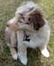 Femelle Berger Australien - photo 1