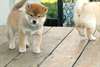 Superbes Chiots Akita Inu - photo 1