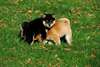Superbes Chiots Akita Inu - photo 2