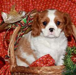 Chiots Cavalier king charles