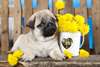 Chiots Carlin - photo 1