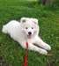 Chiot samoyede femelle - photo 2