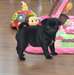 Superbes chiots carlin noirs contre bon soins - photo 1