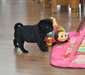 Superbes chiots carlin noirs contre bon soins - photo 2