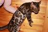 Magnifiques chatons bengal contre bon soins - photo 1