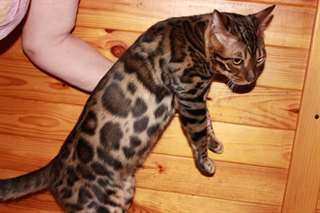 Magnifiques chatons bengal contre bon soins