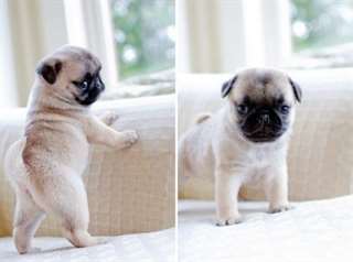 CHIOTS PUG disponibles pour adoption