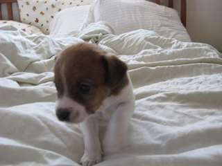 Chiots Jack Russell masculins et féminins.