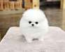 Chiots Pomeranian - photo 1