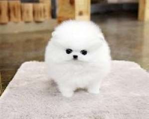 Chiots Pomeranian