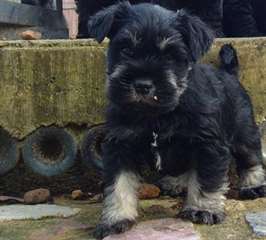 Chiots Miniature Schnauzer à vendre
