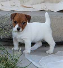 Chiots Jack Russell masculins et féminins.