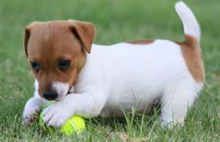 Chiots Jack Russell masculins et féminins.