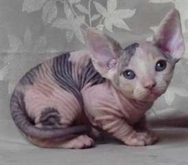 Dernière petite fille Superbe chaton Sphynx