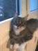 perdu chatte - photo 1