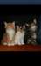 des Chatons Maine coon nous donnons - photo 1
