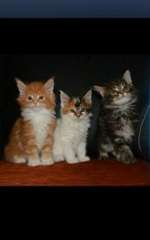 des Chatons Maine coon nous donnons