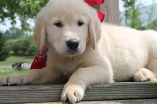 Golden Retriever pour adoption