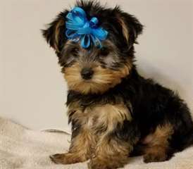 chiots yorkshire