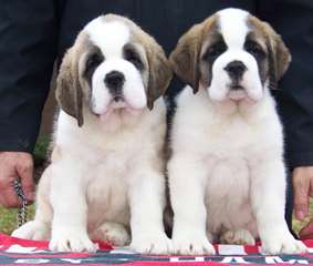 chiots Saint-Bernard recherche famille