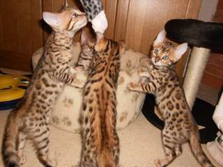 des magnifique chaton bengal