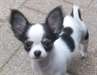 Chihuahua - photo 1