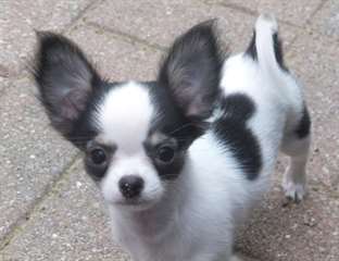 Chihuahua