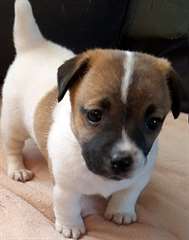 Chiots Jack-russel 1 femelle et 1 male