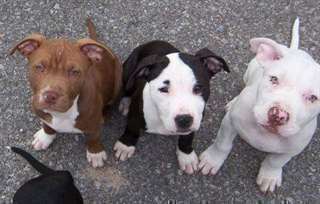 AMERICAN STAFFORDSHIRE TERRIER