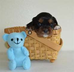 urgent donne rois cavalier pour adoption