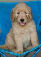 golden dooble a donné urgent pour adoption