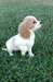joli chiot cavashon pour adoption des maintenant - photo 1
