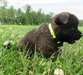 a donné chiot akita pour adoption - photo 1