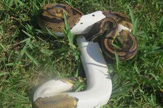 Pied Homme python à vendre $350