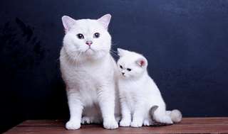 British Shorthair kitten
