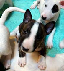 Chiots bull terrier disponible
