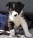 Chiots Border Collie disponible - photo 1