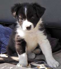Chiots Border Collie disponible