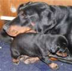 CHIOTS DOBERMANN DISPONIBLES