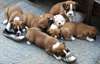 chiots Boxer mâles et femelles disponibles - photo 1