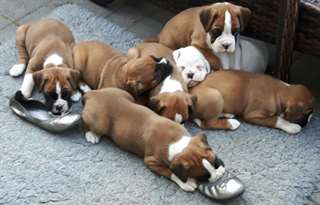 chiots Boxer mâles et femelles disponibles