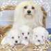 Bichons maltais - photo 1