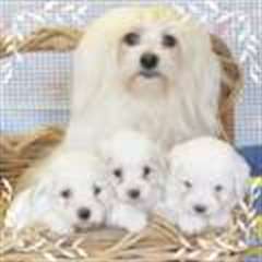 Bichons maltais